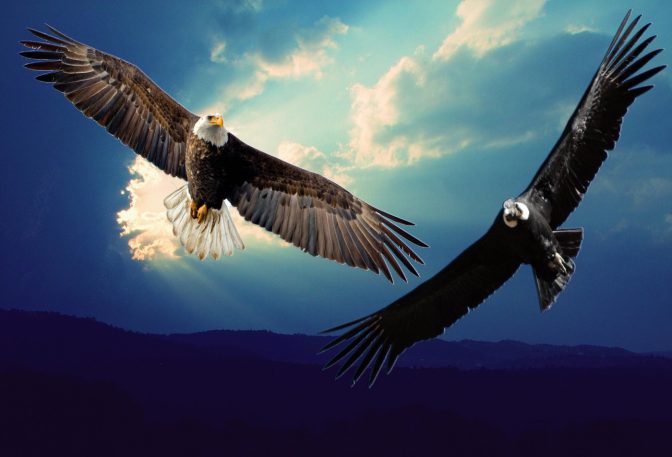 La Prophétie De L'aigle Et Du Condor La prophétie des Q’Eros, les sages autochtones des Andes – 7SKY.LIFE